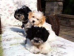 ~my 3 Pups... Chloe' , Sophie & Pepe( Peace my Sweet PuPs )
